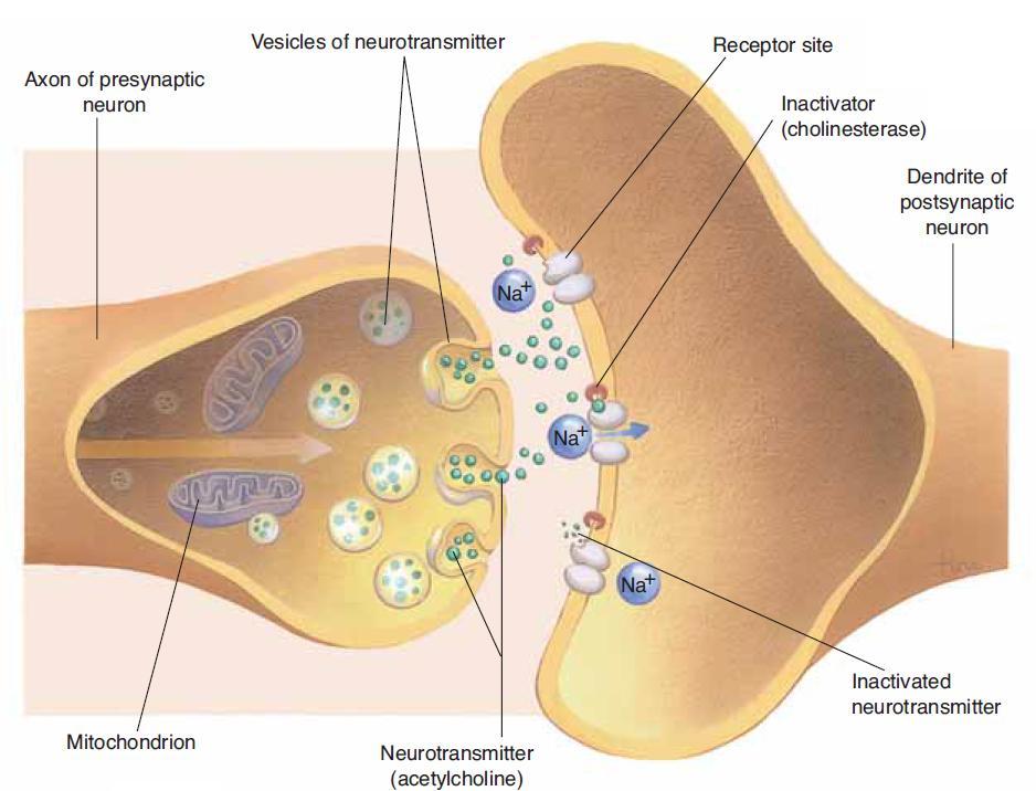 Prenos impulsa kroz hemijsku sinapsu Akson presinaptičkog neurona Vezikule neurotransmitera Receptorsko mesto