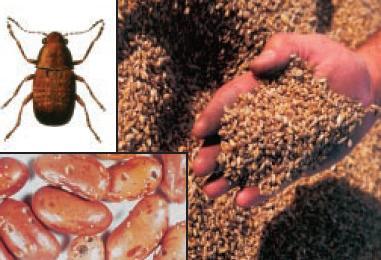 Botryosphaeriadothidea از بین رفت. کیوی پرتودهیشده نسبت به نوع پرتودهینشده نرمتر بود. مقدار رنگ و اسید ارگانیک تحت تأثیر واقع شد. با افزایش دز پرتودهی درصد جامد محلول کاهش یافت.