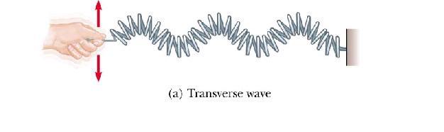 Transverzalni i longitudinalni valovi Transverzalni val