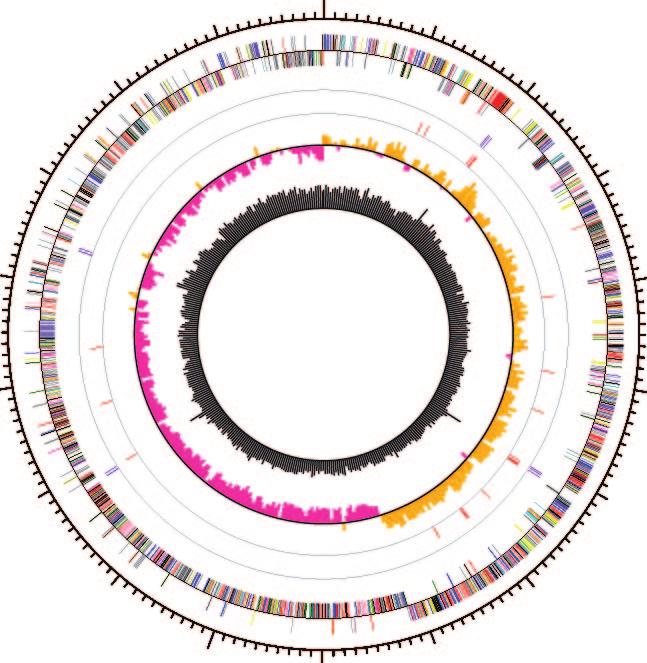 1.5 0 (Mb) ori C rrn D 150 0 (kb) ppep1 189,163 bp 50 rrn A rrn B 1.0 F. magna ATCC 29328 1,797,577 bp : sortase : sortase 0.