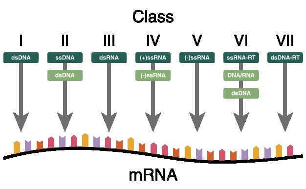Oblik i građa virusa Virion (virusna čestica) nukleinska kiselina (DNK ili RNK) +proteinski omotač