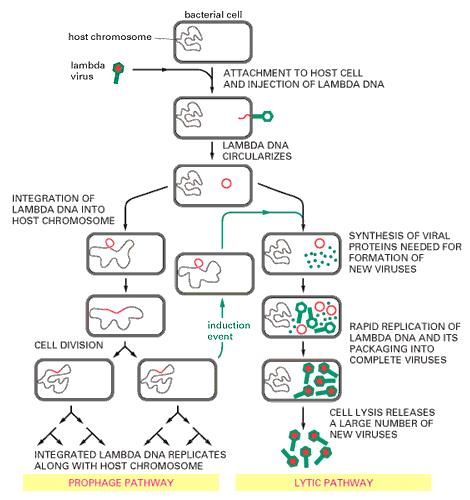 Životni ciklus λ bakteriofaga Virulentni fag ulazi samo u litički (reproduktivni) ciklus. Virulentni mutant λ vir je izgubio mogućnost ulaska u lizogeni ciklus pa ulazi samo u litički ciklus.