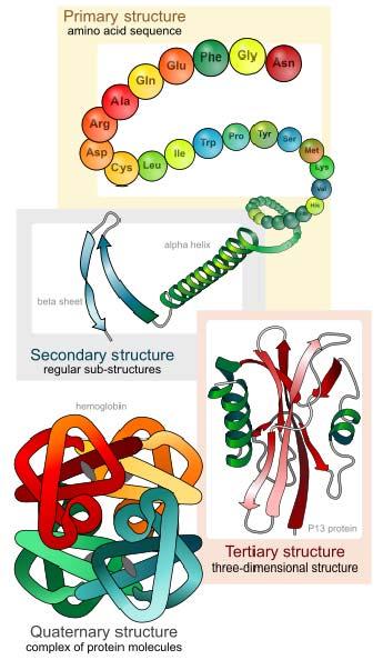 otacija oko jednostrukih veza u susedstvu amidne funkcije je slobodna, što omogućava da polipeptidi zauzmu niz različitih konformacija (mogu se uvijati na različite načine).