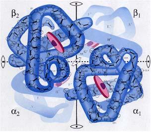 emoglobin metaloprotein za prenos kiseonika 21 Fe II esupstituisani tetrapirolski makrocikl, bez metala, zove se porfirin, a hem bez ferojona protoporfirin.