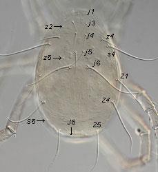 Fam PHYTOSEIIDAE Imaju J2 i J5 sete ( Ascidae) I tip Phytoseiulus persimilis Nema 1 par posteromedijalnih seta j2