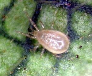 paučinara koje opredaju gustu paučinu, uglavnom iz rodova Tetranychus i Oligonychus. P. macropilis (Banks) i P.