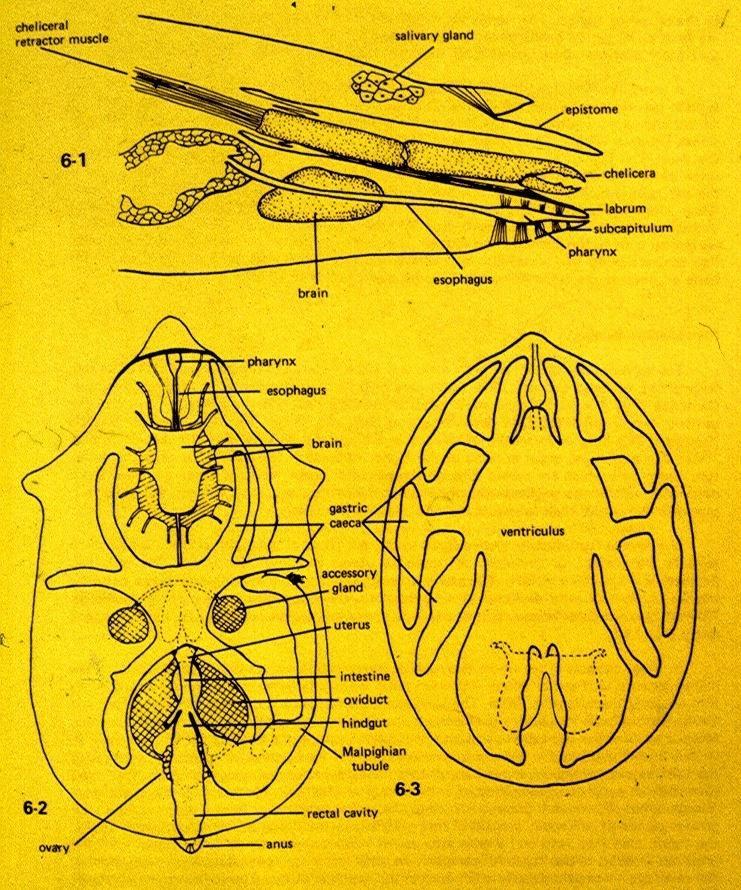 Presek gnathosome i