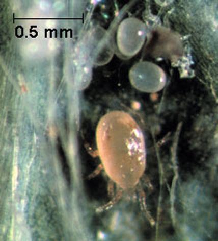 Neoseulus fallacis sa jajima - u Kanadi