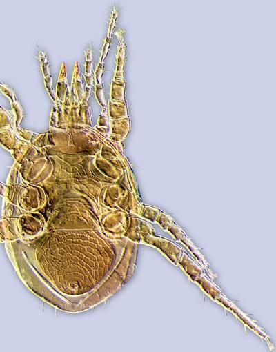 Fam MACROCHELIDAE Imaju J1, J2, J3 i J5 ( Phytoseiidae J2 i J5; Ascidae J1-J5) Macrochelidae imaju peritreme koje prave petlju oko stigmi koje su locirane između nogu III i IV; nemaju ambulakre na