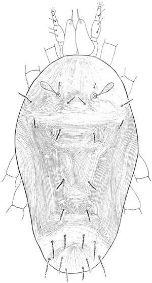 Fam Tydeidae 100-500μm Mekog