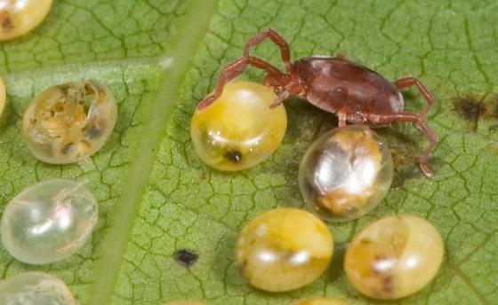 leptira hipopusi Hemisarcoptes