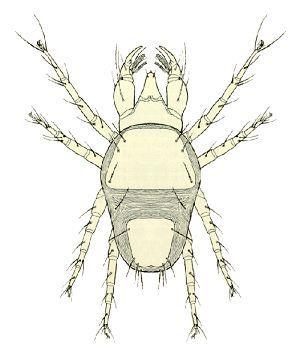 Fam Cheyletidae