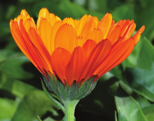 Cvet biljke neven (Calendula officinalis) ima antivirusno delovanje i stimuliše imuni sistem stimuliše sintezu interferona i povećava proizvodnju leukocita, posebno T-limfocita.