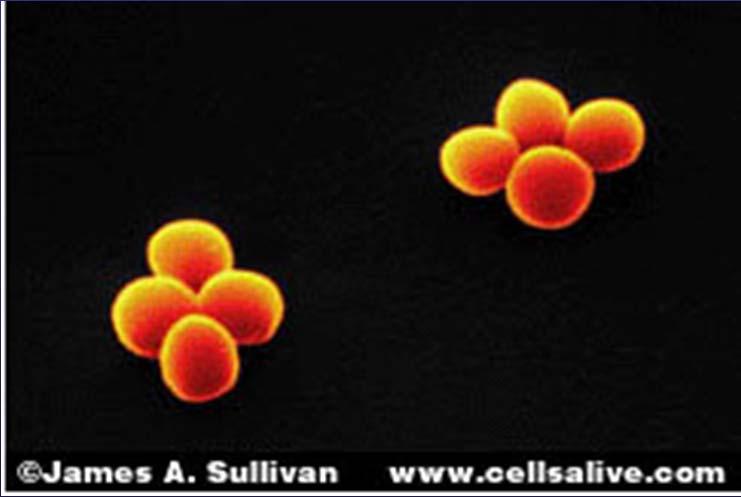 (ermmediated) Δίσκος 2 g clindamycin