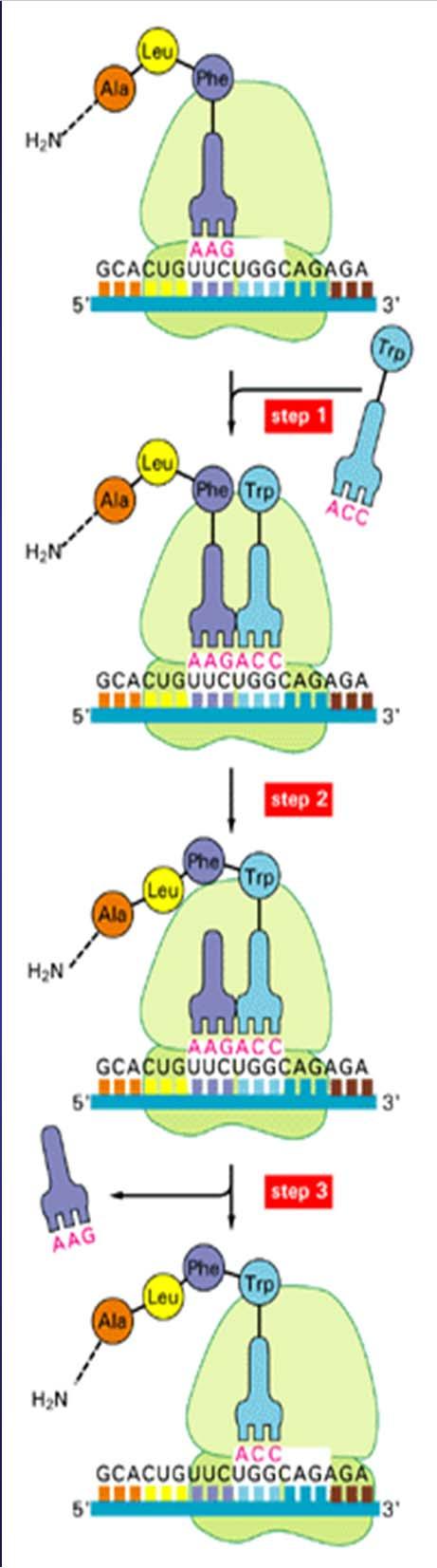 Chloramphenicol Αναστέλλει τη