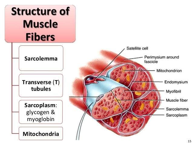 Muskuļa šķiedras jeb šūnas - miocita uzbūve Miofibrillas daudzas miocita/ šķiedrā tā sastāvdaļa; mm šķiedras saraušanās elements Kodoli daudzi vienā šūnā, perifērijā Miosatelīti mazdiferencētas šūnas