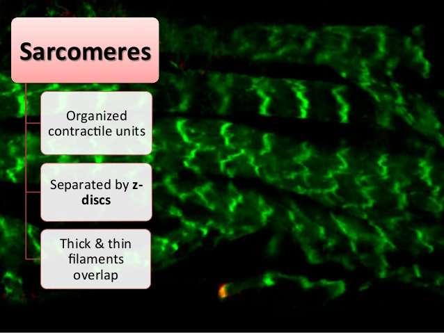 Sarkomēri Organizēta kontrakcijas vienība Miofibrillas segments starp Z līnijām Tievās&resnās protofibrillas pārklājas