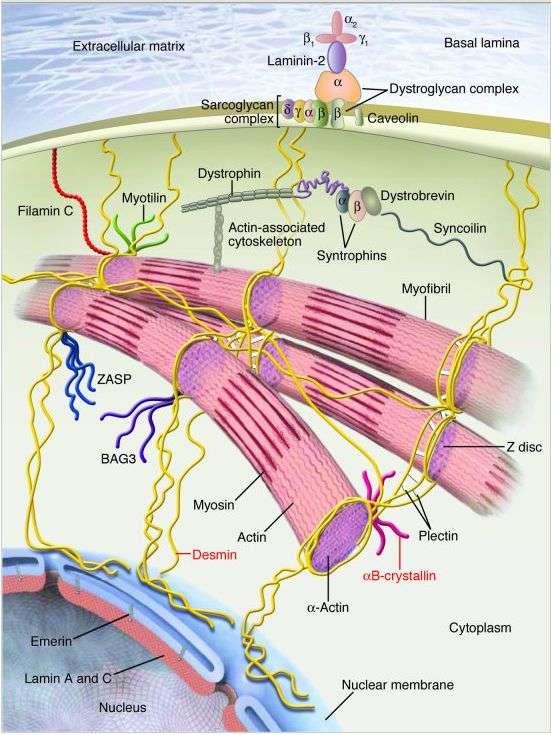 Strukturālās miofibrillu un citas olbaltumvielas α-aktinīns sasaista aktīna fibrillas un nostiprina to Z līnijas Miomezīns, skelemīns saista miozīna pavedienus M līnija Desmīns, nebulīns