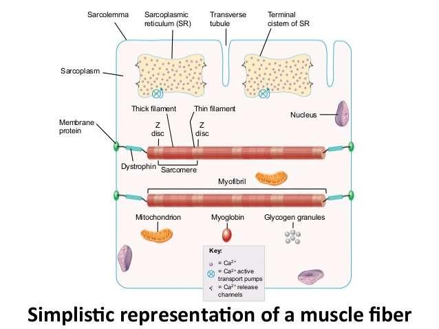 Sarkolemma šūnas membrāna, veido caurulīšu sistēmu Triādes : T caurulītes + SR terminālās cisternas - Ca jonu uzkrājumi un apmaiņa (izdalās un aktīvs pumpis) Miofibrillas tievie (aktīna) & resnie