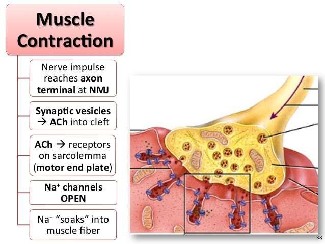 ā Muskuļa kontrakcija Nerva impulss aksona termināls NM sinapsē Vezikuļi izdala Ach spraugā ACh pie sarkolemmas