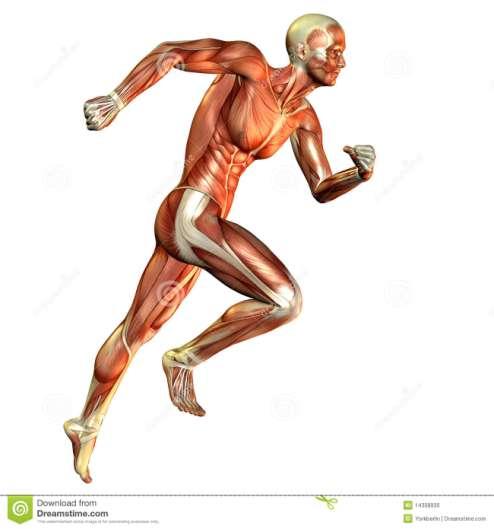 Skeleta muskulatūra (šķērssvītrotā) Skeleta muskuļu funkcijas : Kustību un balsta Siltumradīšanas Receptoriskā Sensoriskā