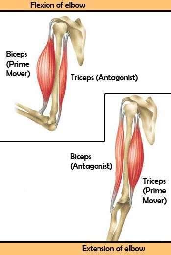 Skeleta muskuļu kustību funkcija Muskuļa kustība Kontrakcija relaksācija Dinamiska mm