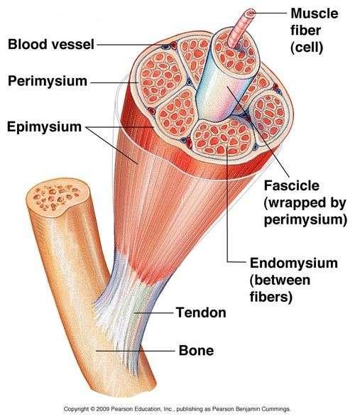 Skeleta muskulatūras uzbūve Muskulis (apņem saistaudu apvalks epimīzijs) - orgāns (no 50-200 mm šķiedrām) muskuļšķiedru grupas fascikuļi (perimīzijs)