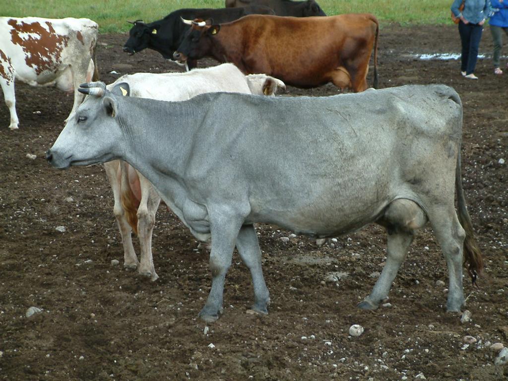 Beta-kazeīna ietekme uz piena kvalitātes rādītājiem slaucamām govīm Mg. biol, Mg.med.vet.