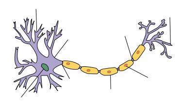 Preklopne funkcije in logična vrata Živčna celica (nevron) dendrit aksonski končič dve stanji: aktivno (oddaja signal) in pasivno (ne