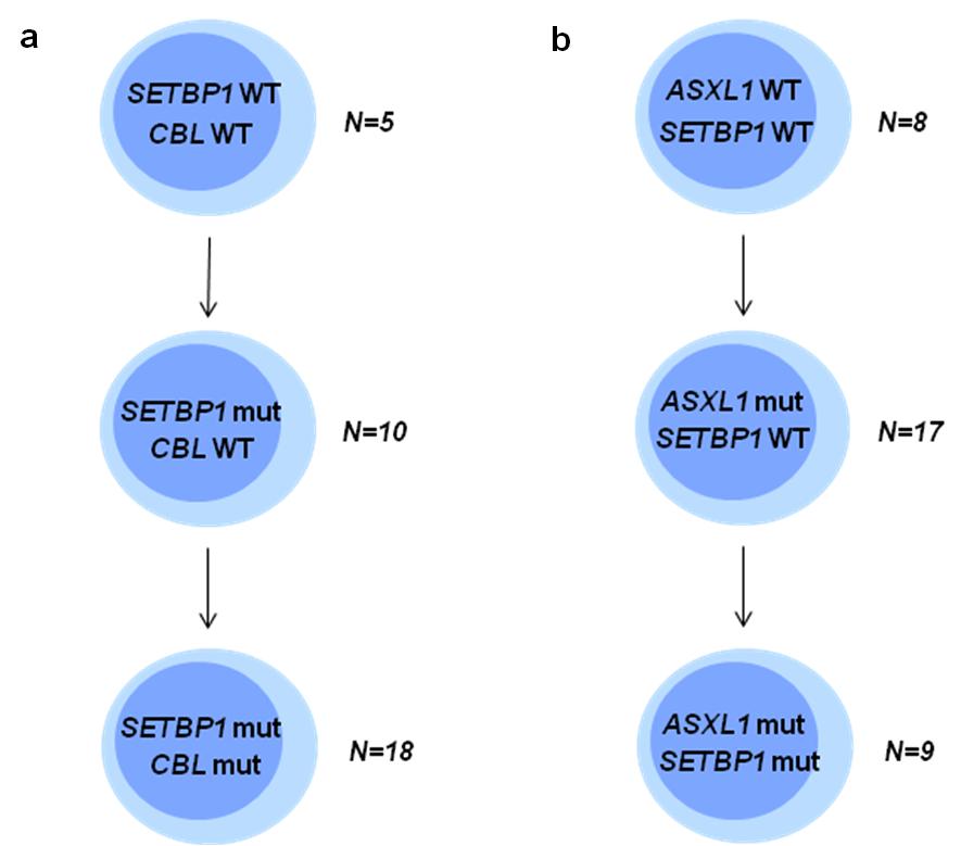 Supplementary Figure 6. Analysis of concomitant mutations in the cases with SETBP1 mutation.