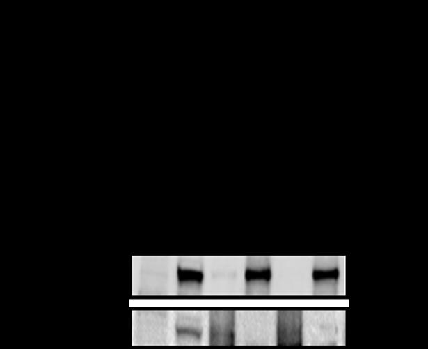 Supplementary Figure 7. Absence of direct interaction between Setbp1 and CBL proteins.