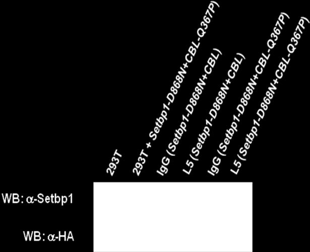 Whole-cell extracts from untransfected 293 T cells and 293T cells co-transfected with expression constructs of Setbp1 and CBL mutations (encoding and p.