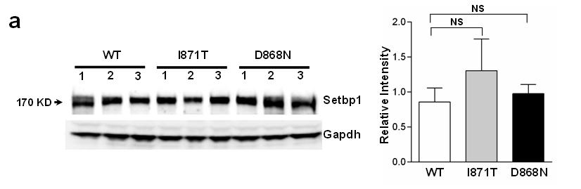 Supplementary Figure 17. Setbp1 protein levels are similar in myeloid progenitor cells immortalized by wild-type (WT) and mutant Setbp1.