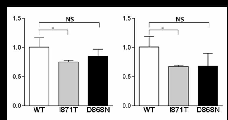 Supplementary Figure 19. Similar levels of Hoxa9, and Hoxa10 mrna are expressed in myeloid progenitor cells immortalized by wild-type (WT) and mutant Setbp1.