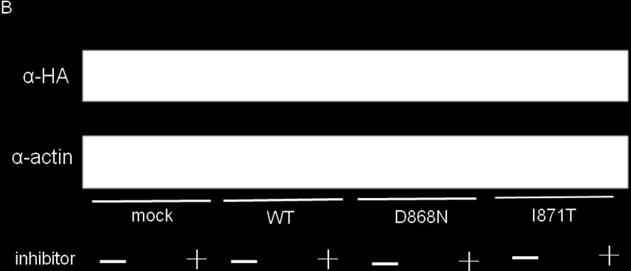 (a) Mutant SETBP1 protein expressed higher than wild-type protein in spite