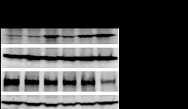 Supplementary Figure 22.