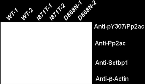 Western blotting analysis using antibodies specific for p.