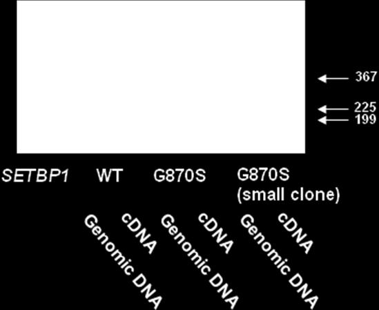 Primer sets of each mutation are shown in Supplementary Table 14. For detection of (c.
