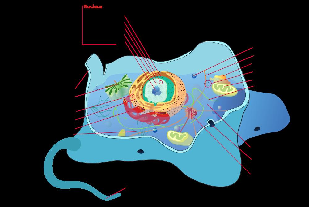 Spatial proteomics The cellular sub-division allows cells to establish a range of distinct microenvironments, each favouring dierent biochemical reactions and interactions and, therefore, allowing