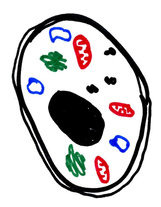 Cell membrane lysis