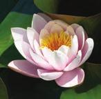 به هم را می بینید.