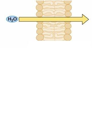 V rastlinsko celico lahko voda prehaja: skozi membrano - z difuzijo skozi