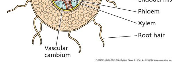 korenine endodermis floem