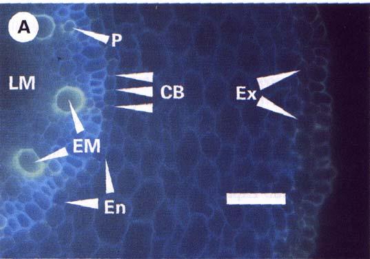 Ex - neizgrajen eksodermis En - endodermis s Casparijevo progo (CB) P - protoksilem