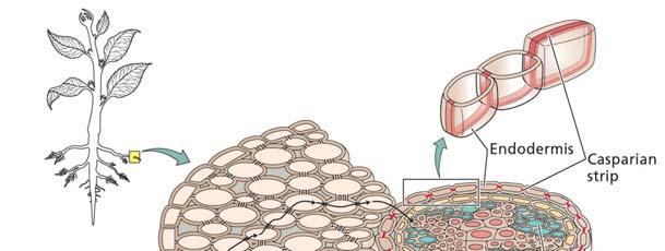 Upornost radialnemu toku vode naj bi bila enakomerno razporejena po radialnem preseku korenine (?). Endodermis s svojo suberinizirano celično steno predstavlja upor toku vode skozi apoplast.