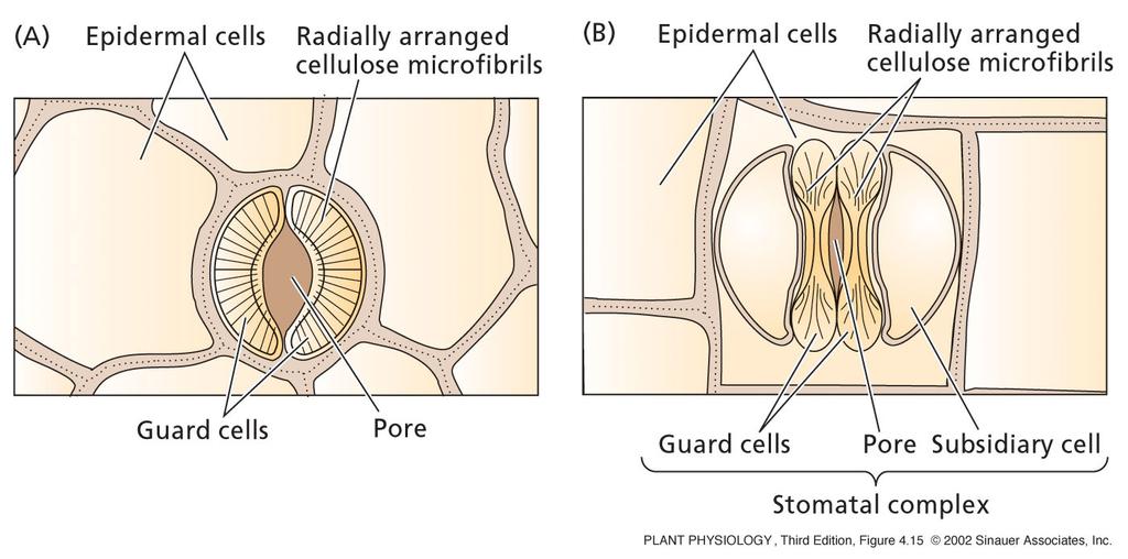 Listne reže epidermalne celice radialno orientirane celulozne mikrofibrile epidermalne celice radialno