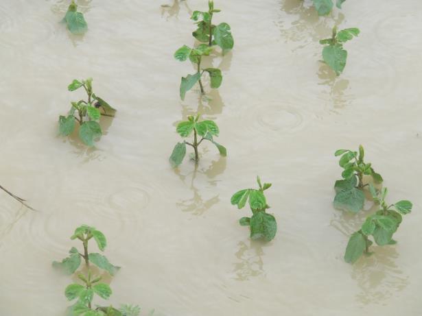 1.5.15. AGROKLIMATOLOGIJA S OSNOVAMA FIZIKE -auditorne vježbe- Mjerne jedinice 1.