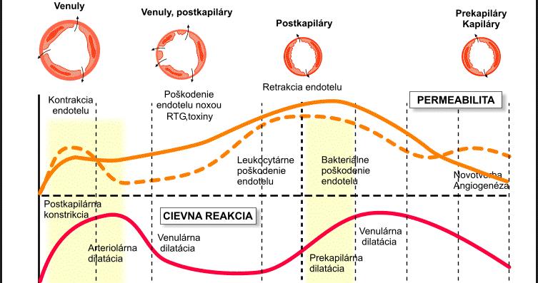 Zmeny permeability Látka Endotel Nástup účinku Trvanie účinku Histamin Serotonin Bradykinin, Leukotriény Venuly (20-60mm) <15-40 min 15-30 min TNF- a, IFN g Postkapiláry 4-6 hod 24 hod Bakteriálne