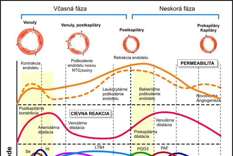 Zápal Komponenty (1) Hemodynamické zmeny (2) Humorálna odpoveď (mediátory) (3) Celulárna odpoveď 1) Vazoaktíne amíny - histamín, serotonín 2) Plazmatické proteázy - koagulačné faktory -