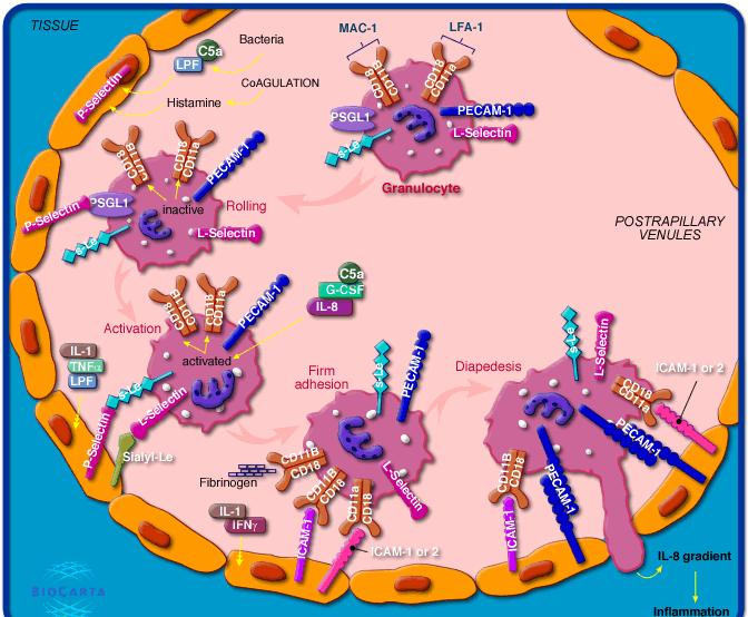 Diapedéza ADHEZÍNOVÉ INTERAKCIE RIADIACE MARGINÁCIU LEUKOCYTOV (Leu) NA ENDOTELI (End) Typ Interakcie Leu - receptor End - receptor Biologický účinok Selektínselektínová Integrín - imunoglobulínová